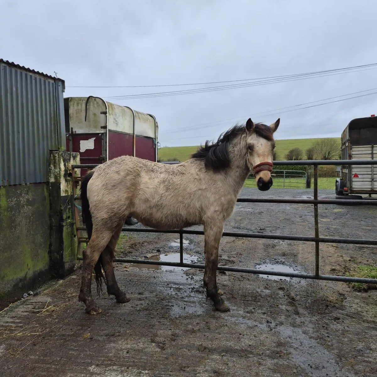 Golden Dun sports pony 148cms - Image 3