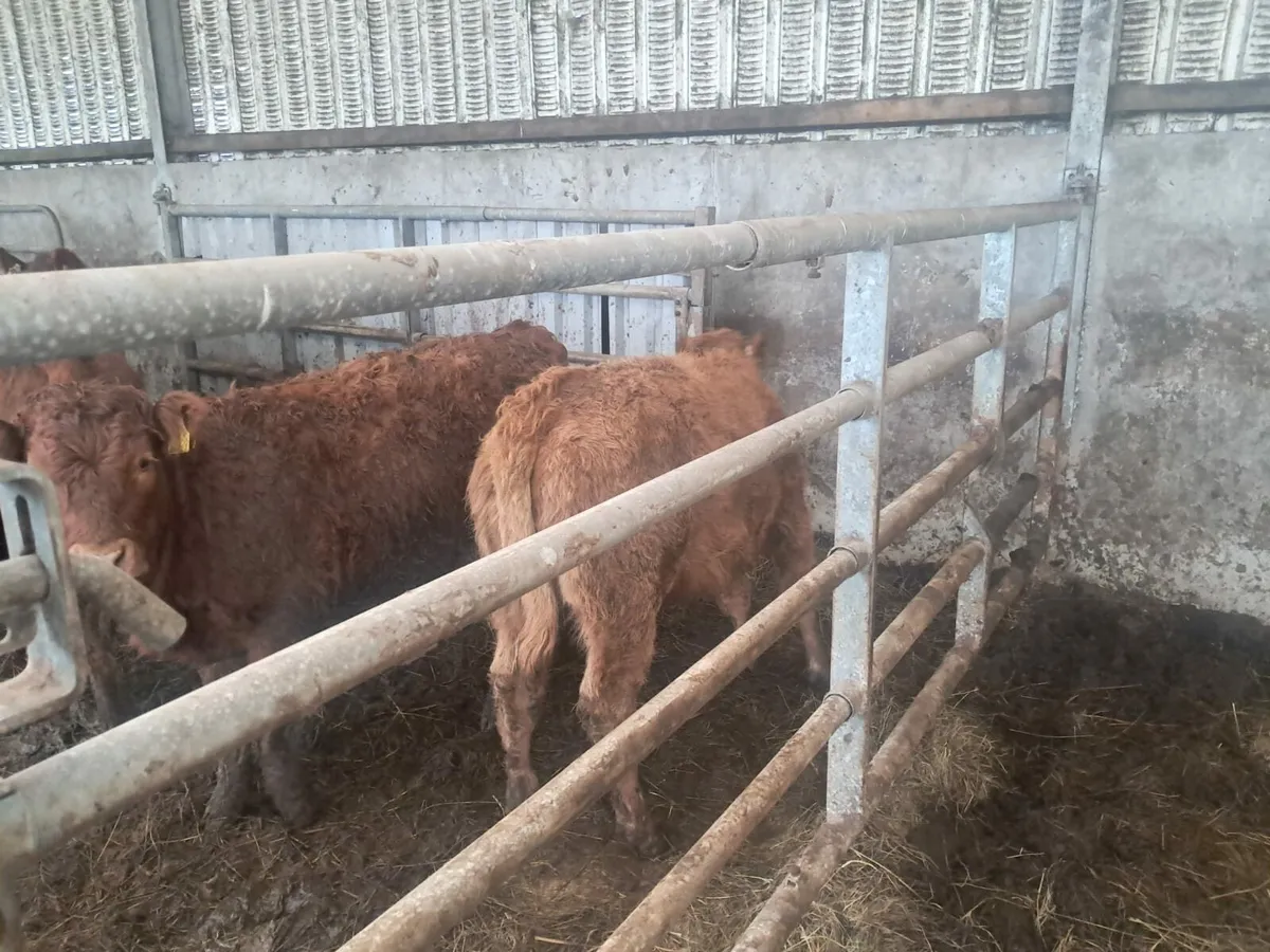 Organic Bullocks & Heifers - Image 3