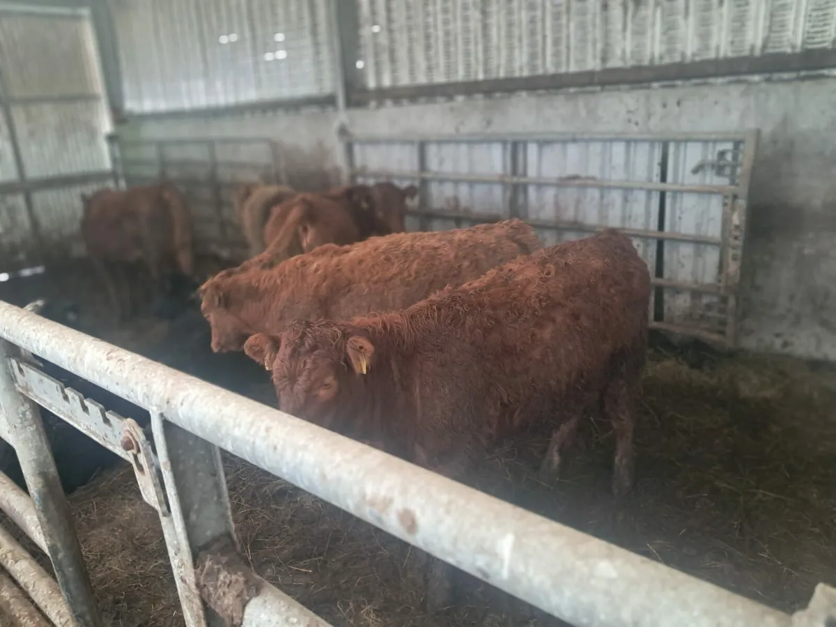 Organic Bullocks & Heifers - Image 4