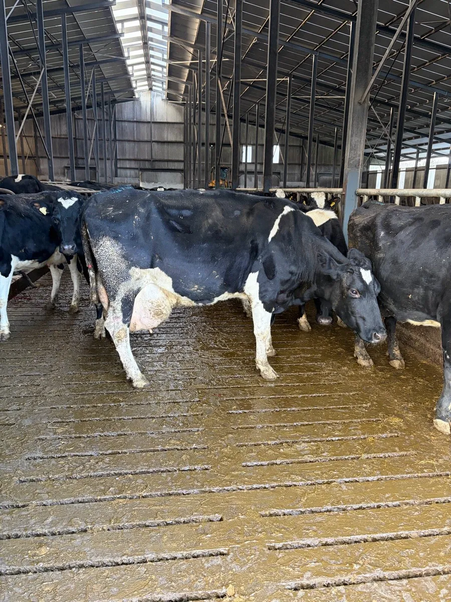 Dairy Cow freshly calved