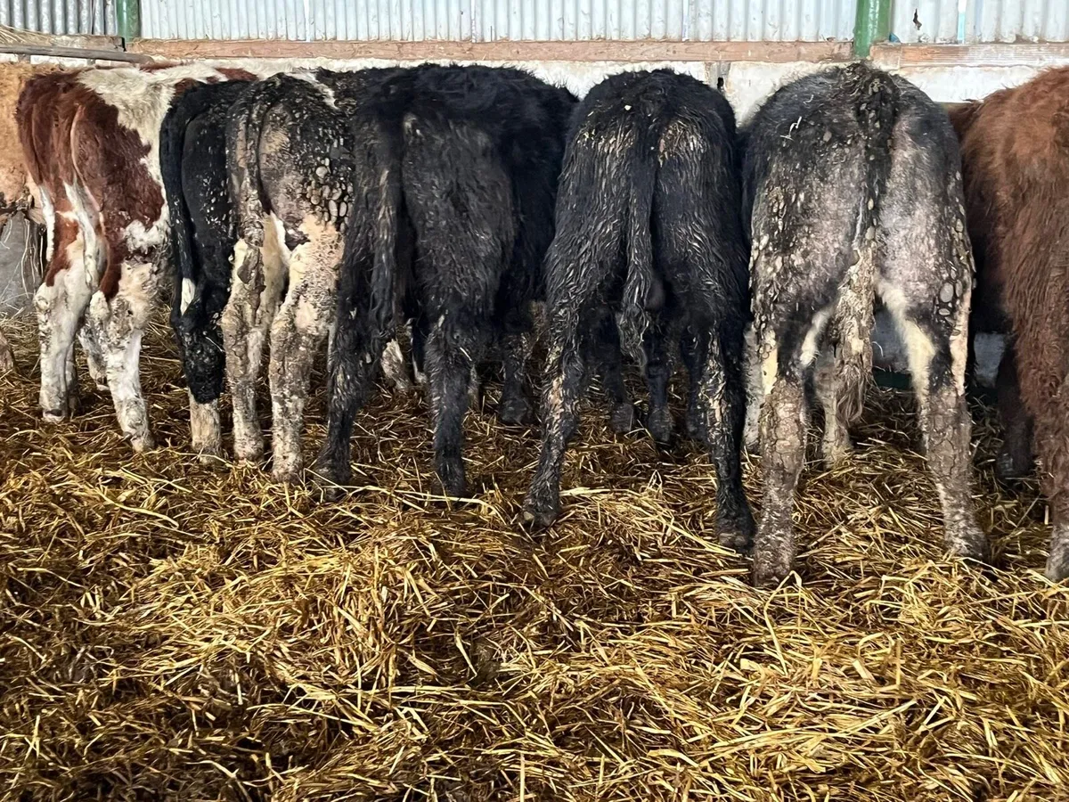 Bull Weanlings - Image 1