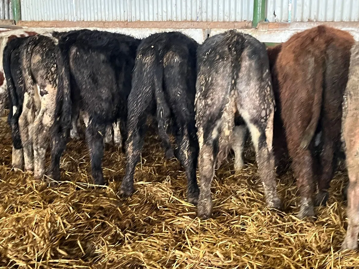 Bull Weanlings - Image 2