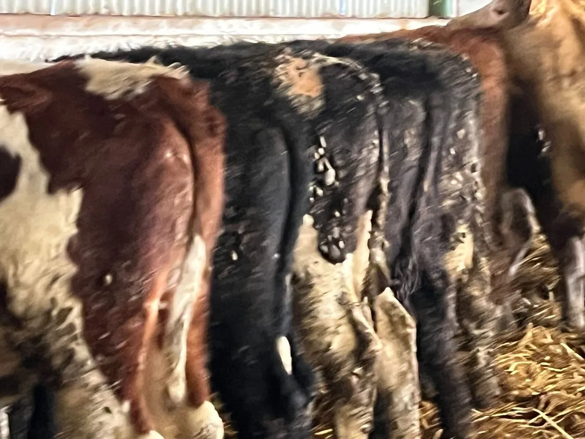 Bull Weanlings - Image 3