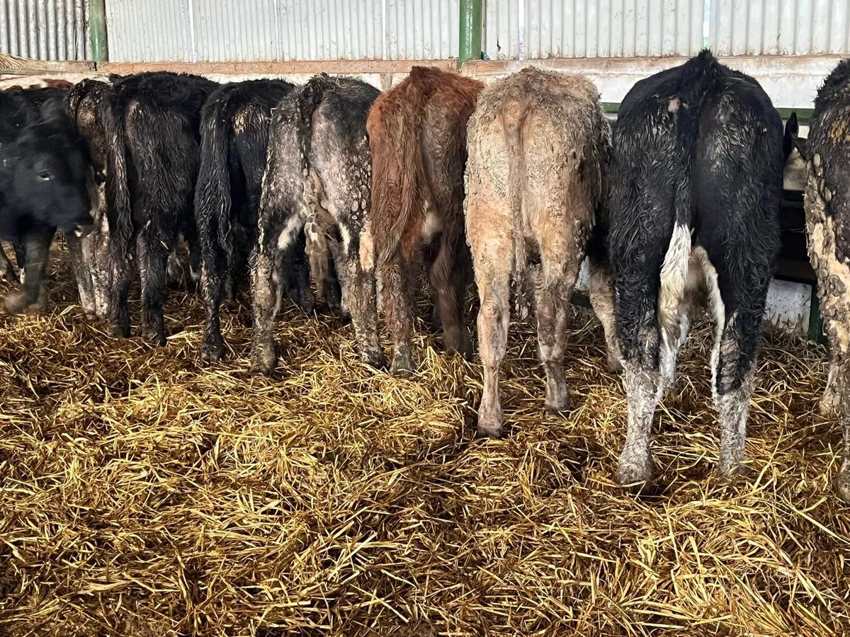 Bull Weanlings - Image 4