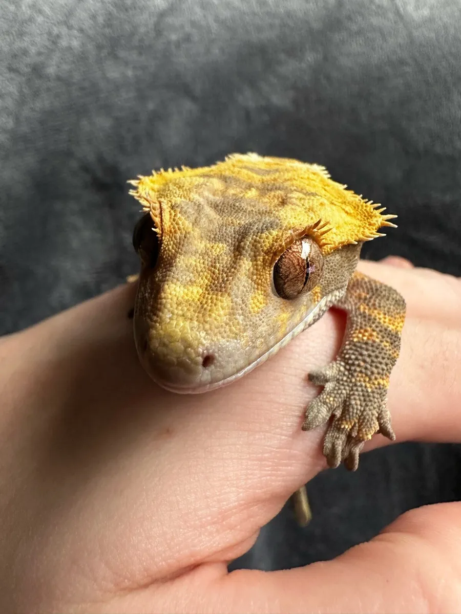 Crested gecko - Image 1