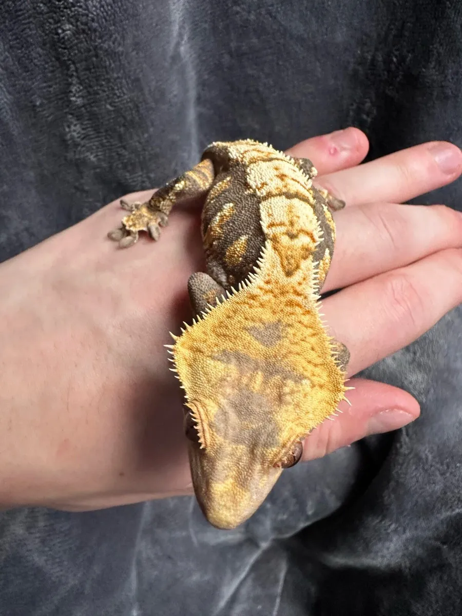 Crested gecko - Image 2