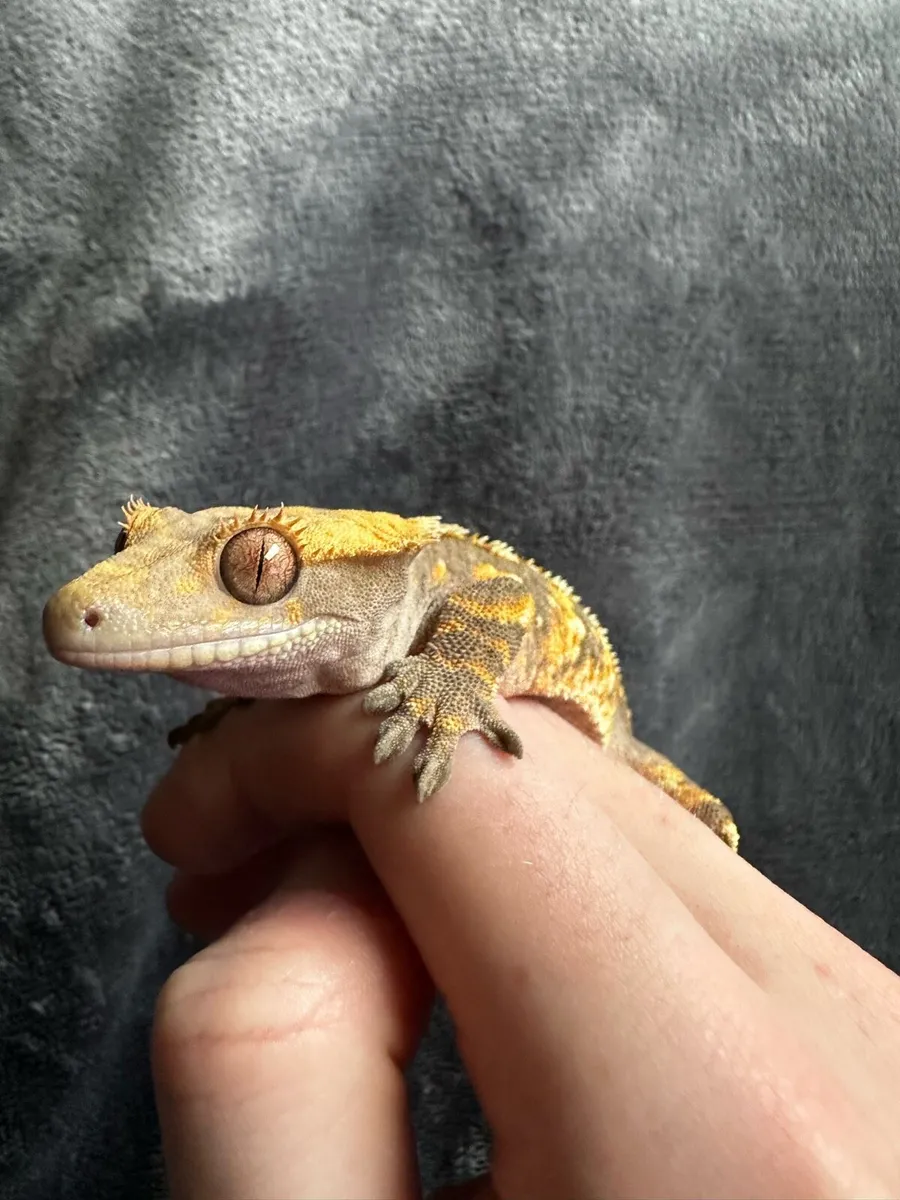 Crested gecko - Image 3