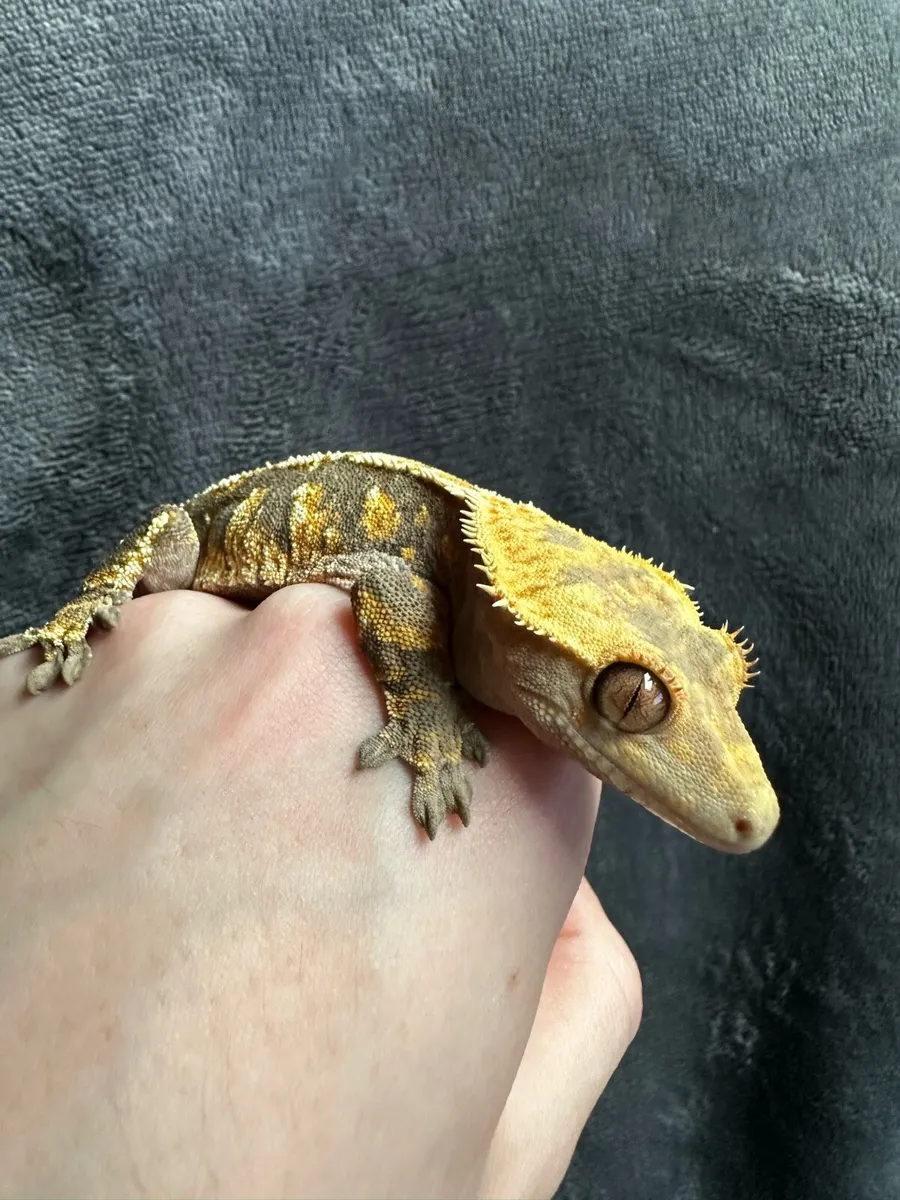 Crested gecko - Image 4