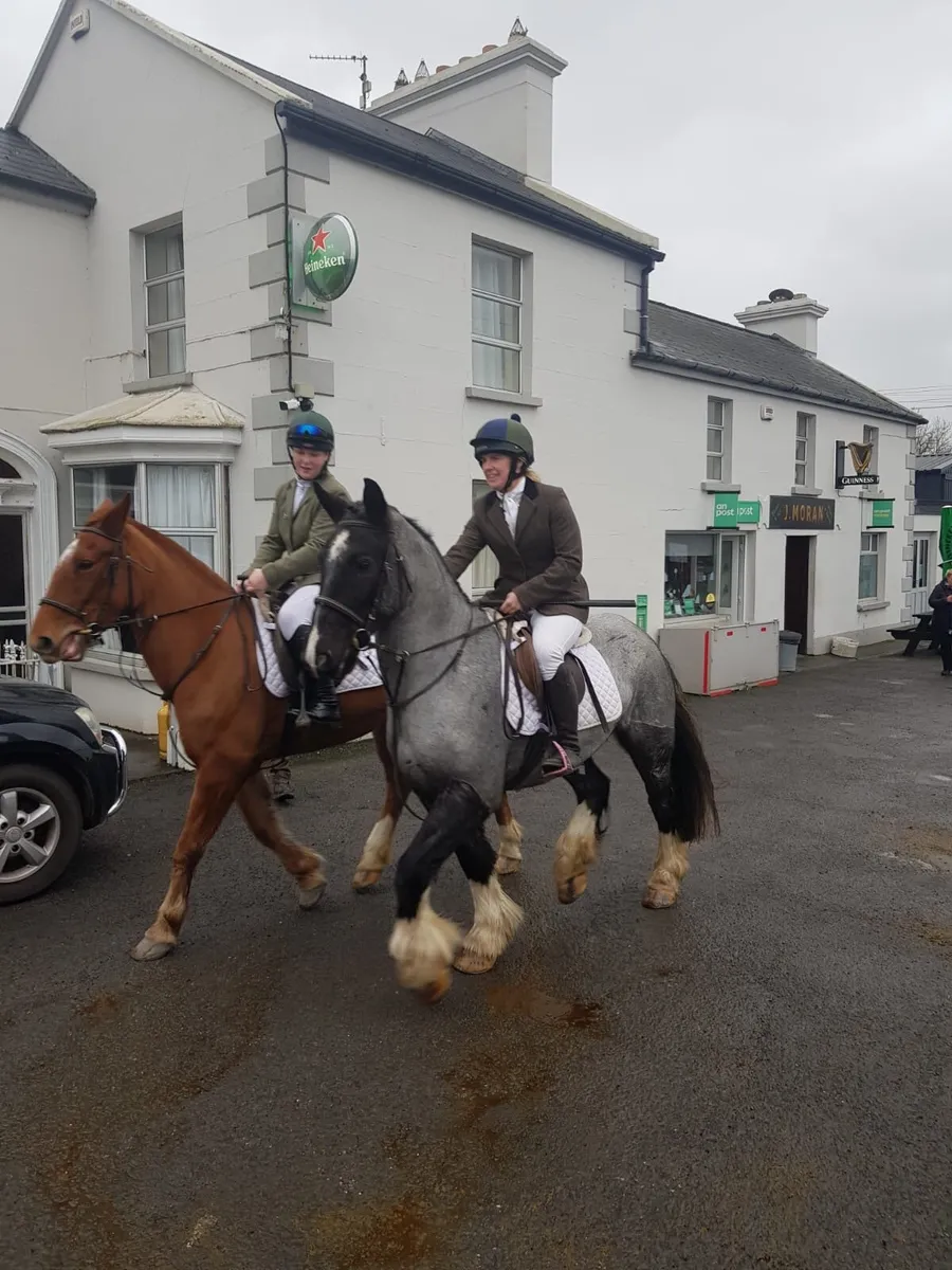 15.2hh Cob - Image 1