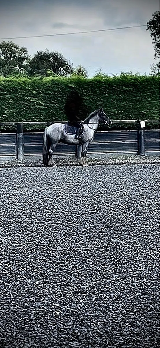 15.2hh Cob - Image 3