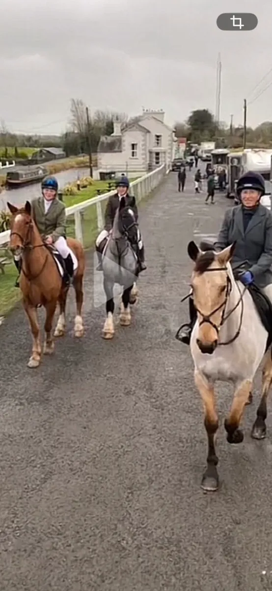 15.2hh Cob - Image 2