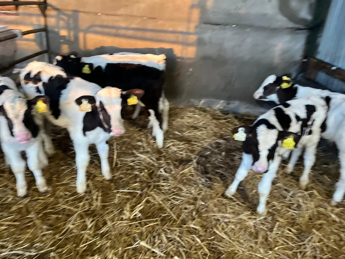 10 strong British Frisian bull calf’s - Image 3