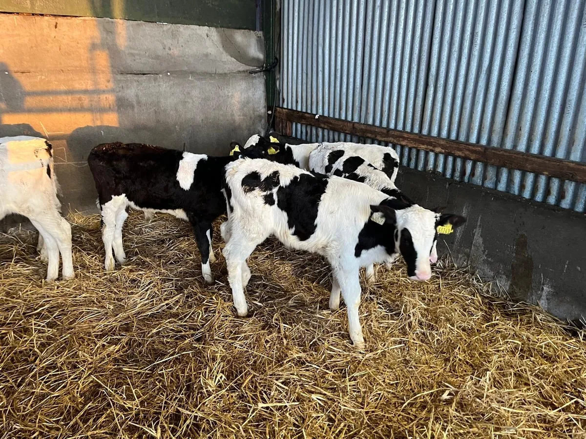 10 strong British Frisian bull calf’s - Image 4
