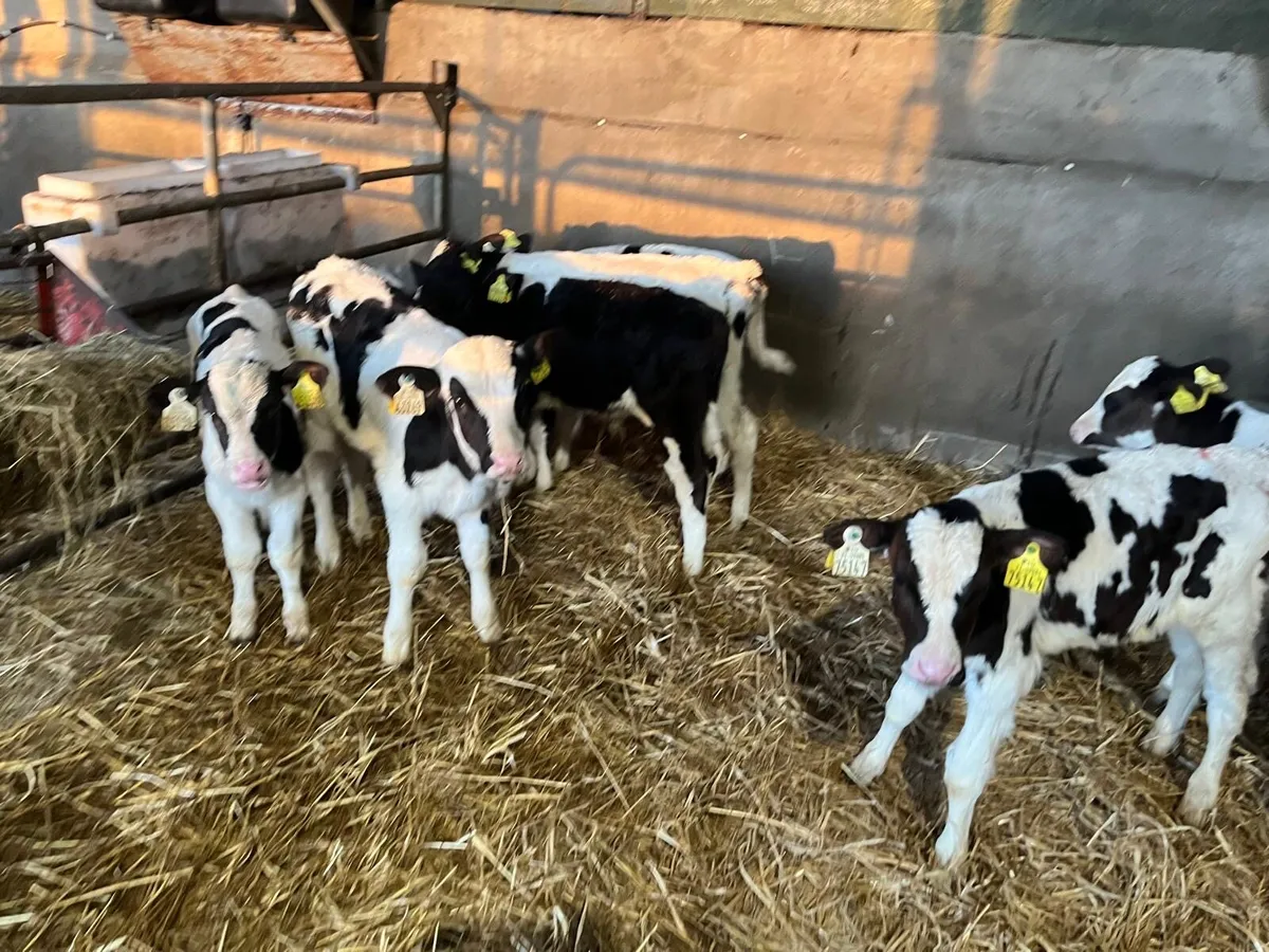 10 strong British Frisian bull calf’s - Image 1