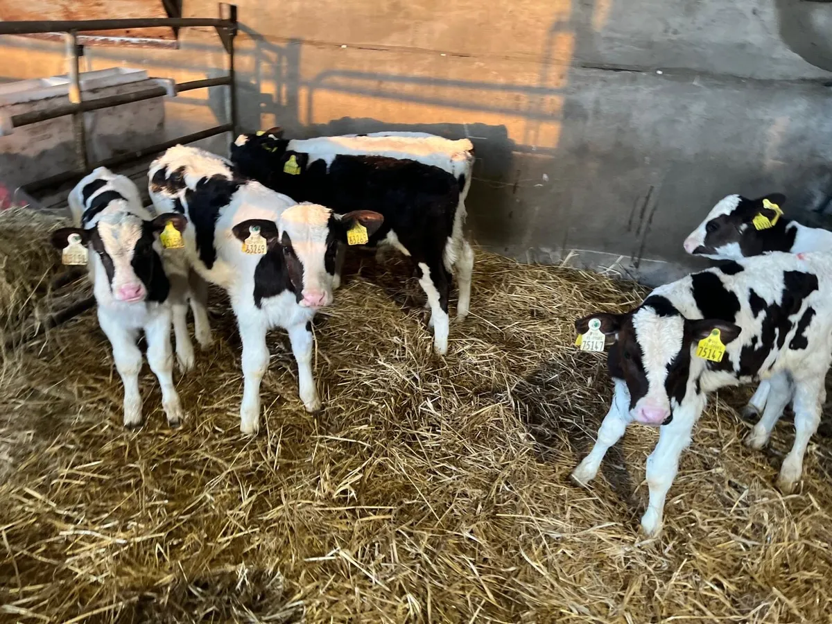 10 strong British Frisian bull calf’s - Image 2