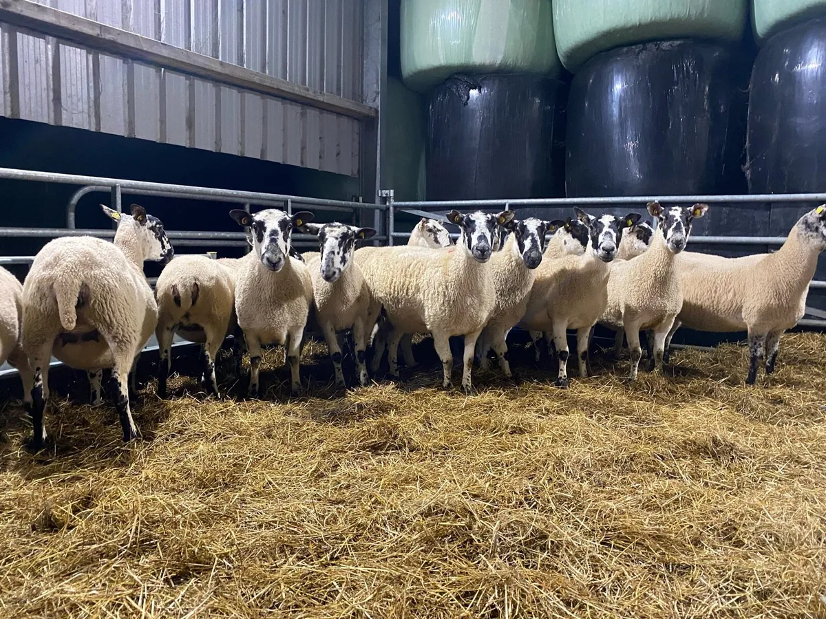 In-Lamb Mule Shearling Ewes / Reserved - Image 1
