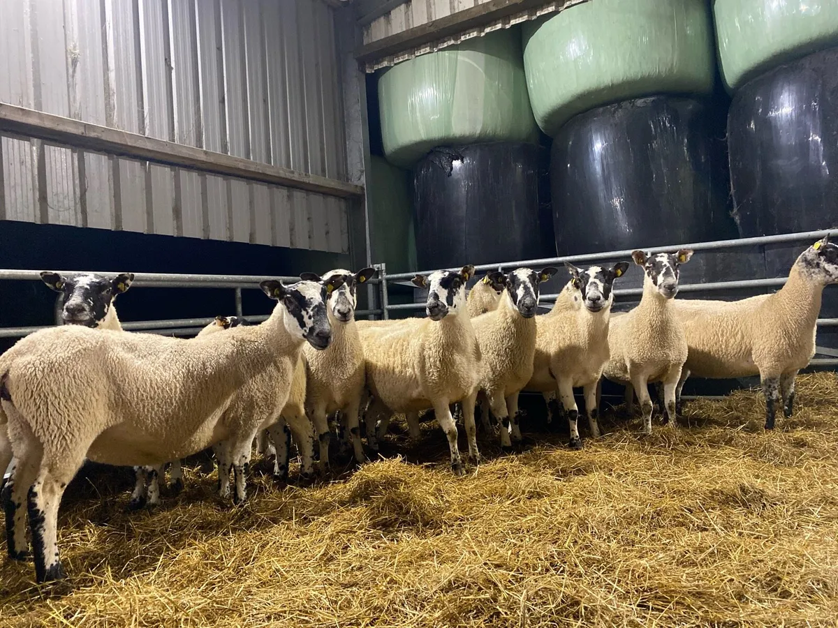 In-Lamb Mule Shearling Ewes / Reserved - Image 2