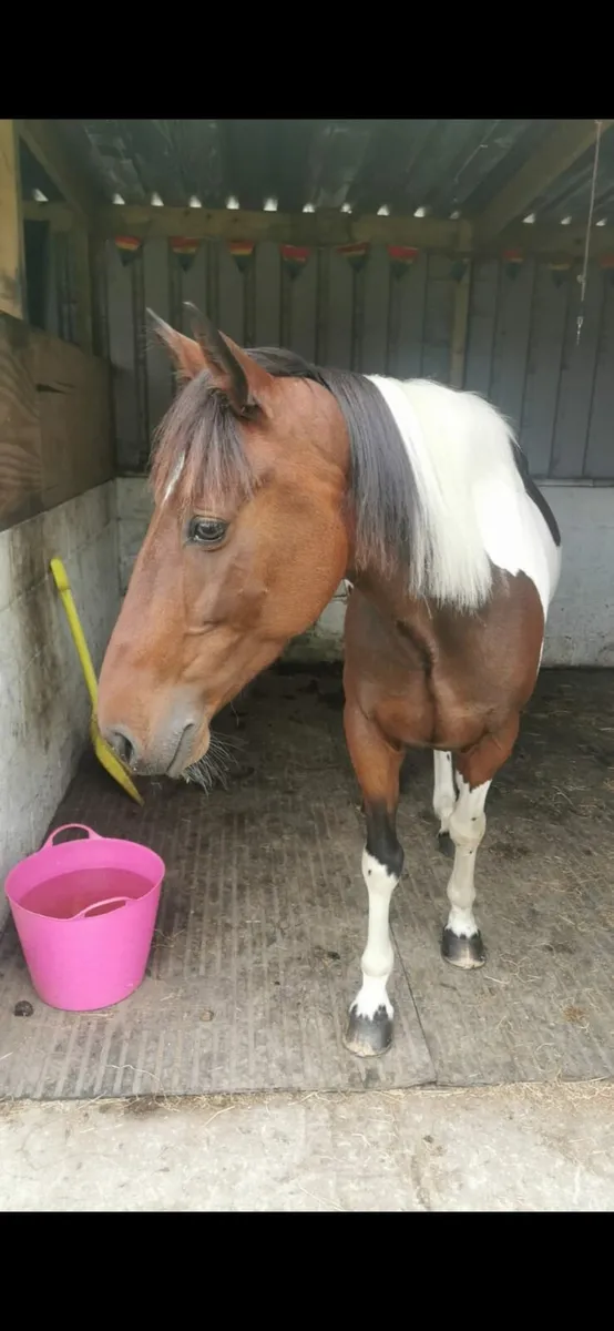 Fabulous 14.2 gelding 5 yrs old. - Image 2