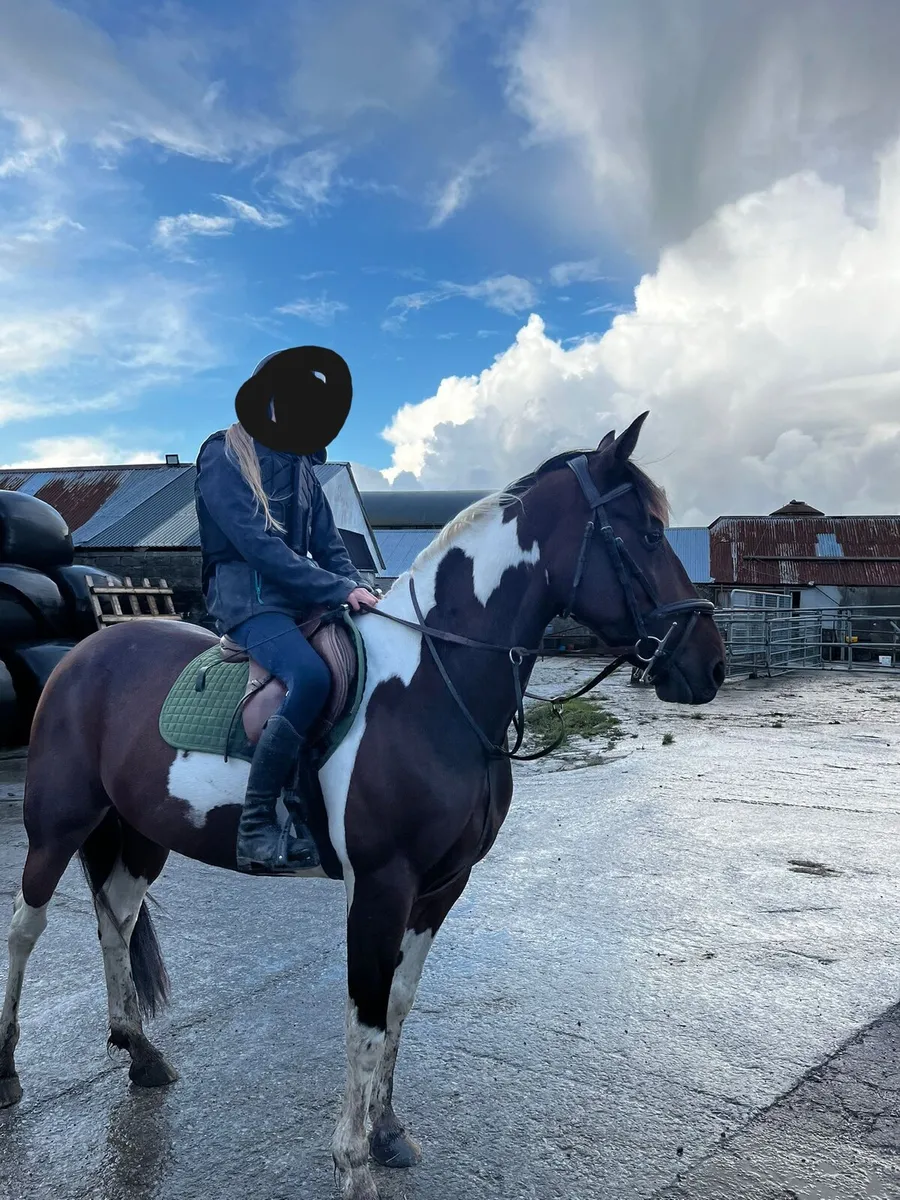 Fabulous 14.2 gelding 5 yrs old. - Image 3