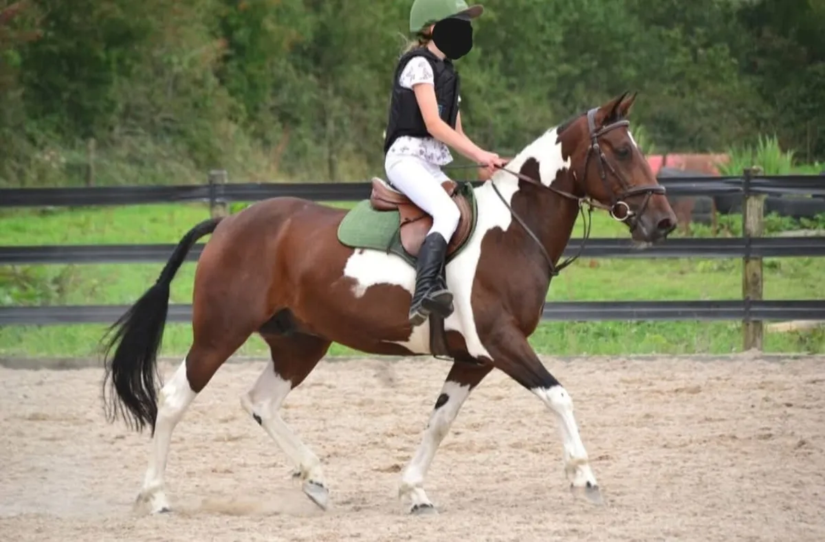 Fabulous 14.2 gelding 5 yrs old. - Image 1