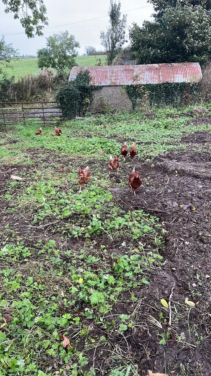 Laying hens - Image 2