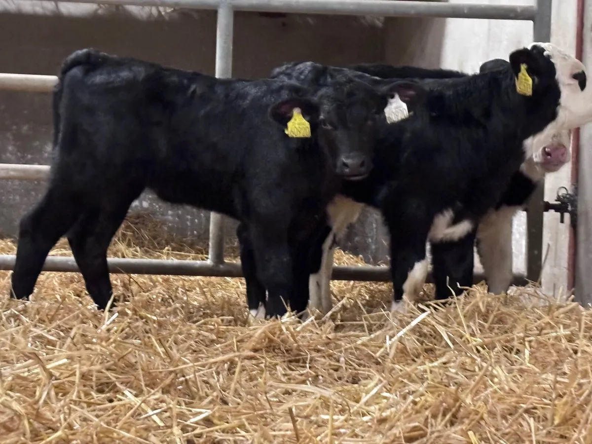 6 smashing Hereford & Angus calves for sale - Image 2