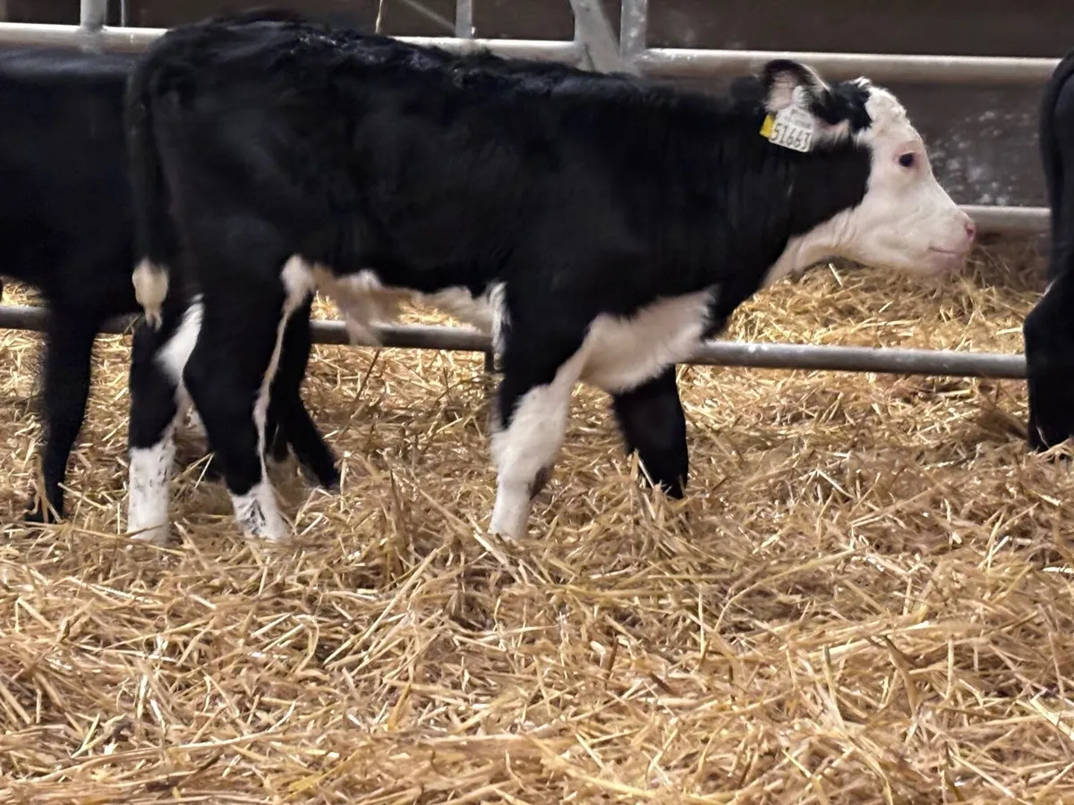 6 smashing Hereford & Angus calves for sale - Image 4