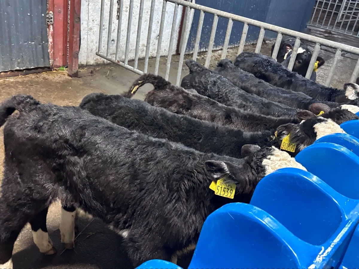 6 smashing Hereford & Angus calves for sale - Image 1