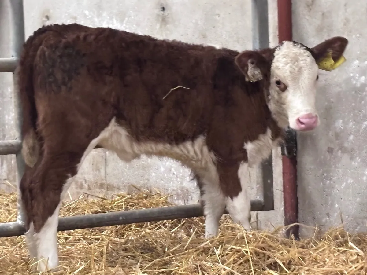 2 super calves for sale - Image 3
