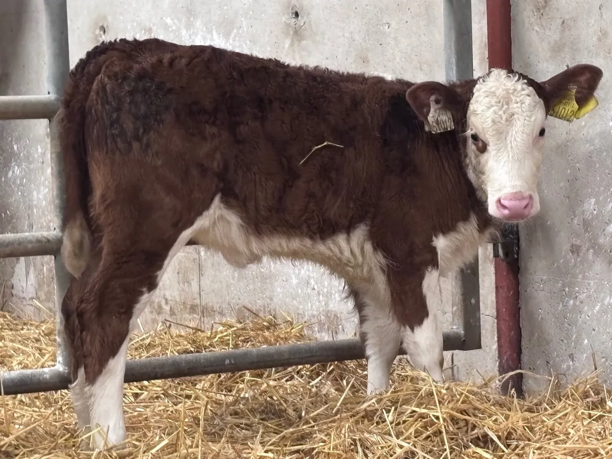 2 super calves for sale - Image 1
