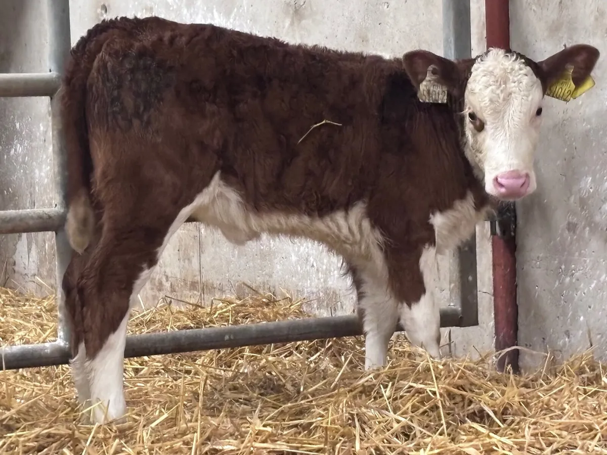 2 super calves for sale - Image 4