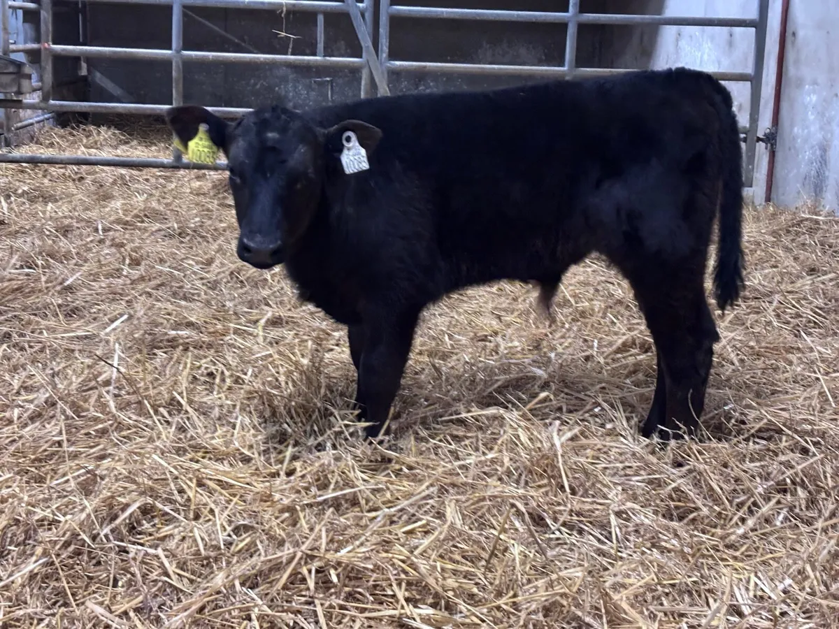 2 super calves for sale - Image 2
