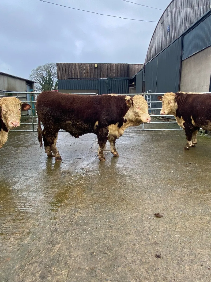Pedigree Registered Hereford Bulls - Image 2