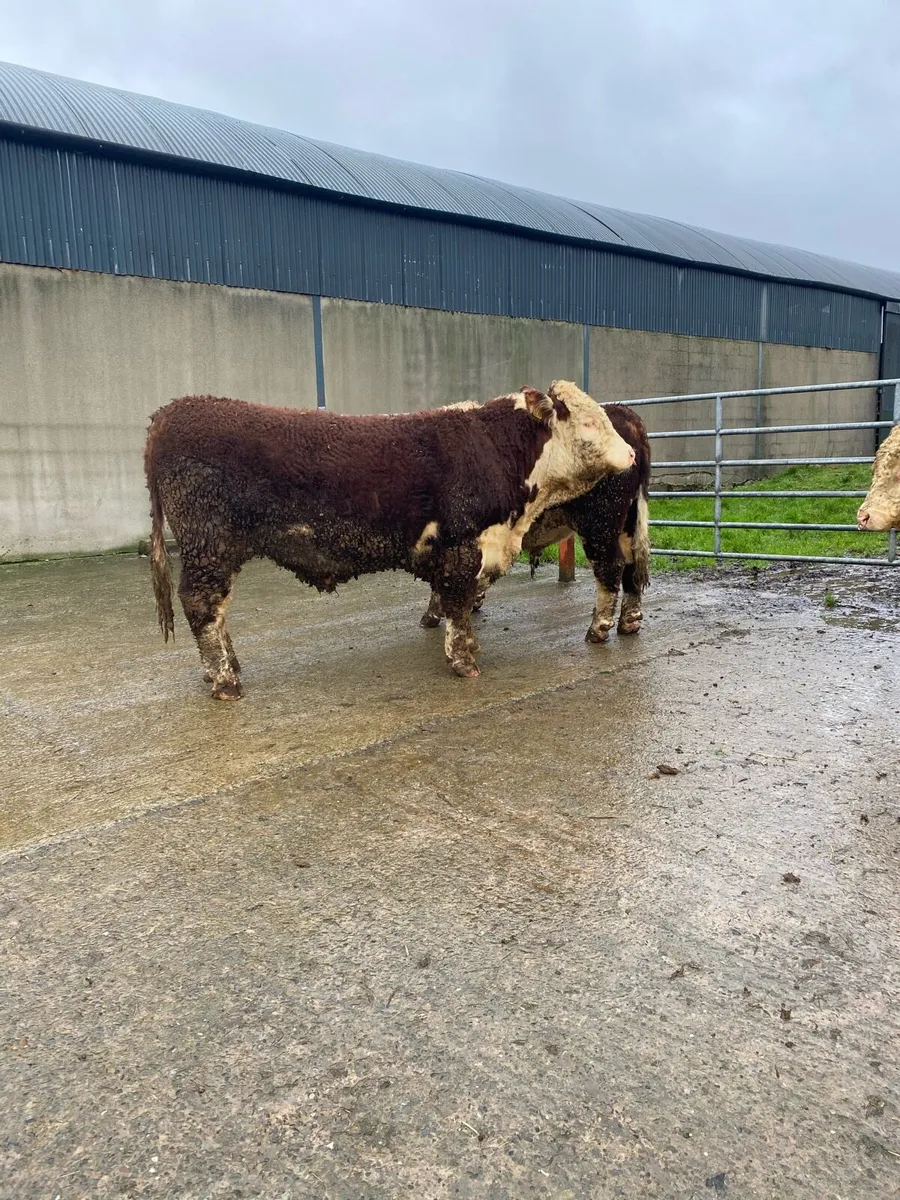 Pedigree Registered Hereford Bulls - Image 4