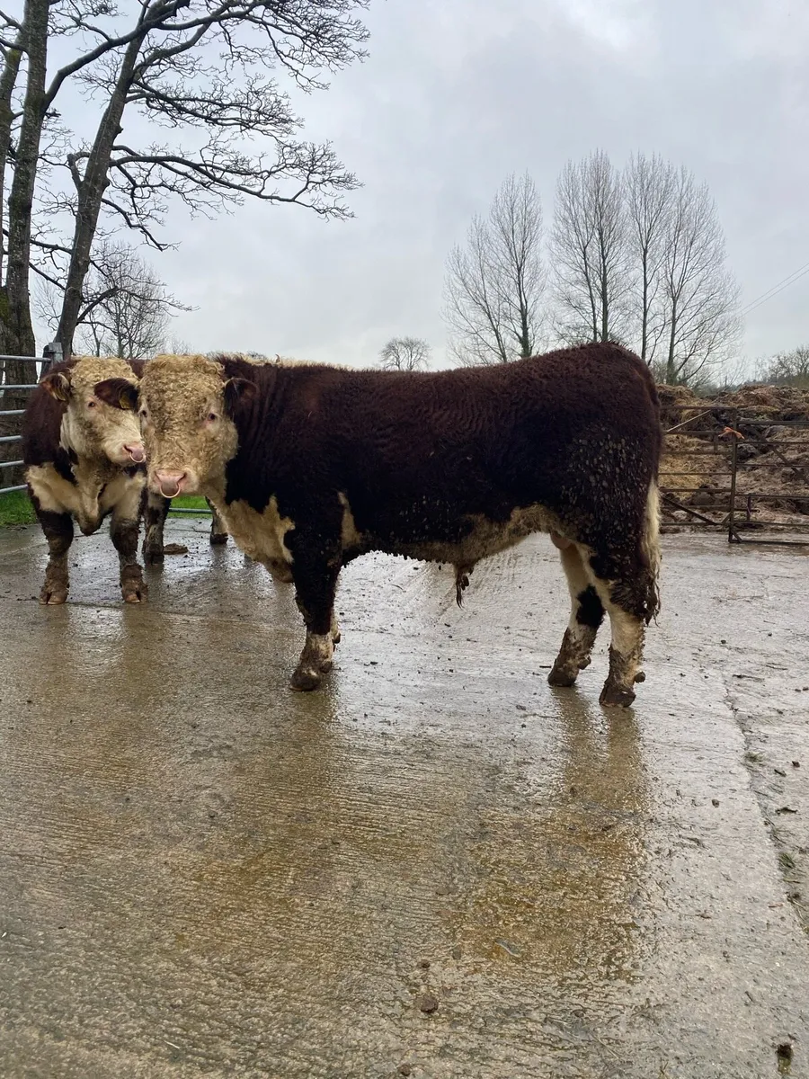 Pedigree Registered Hereford Bulls - Image 1