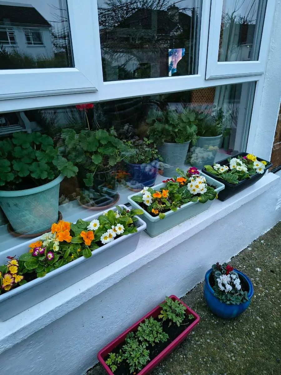 Spring window boxes