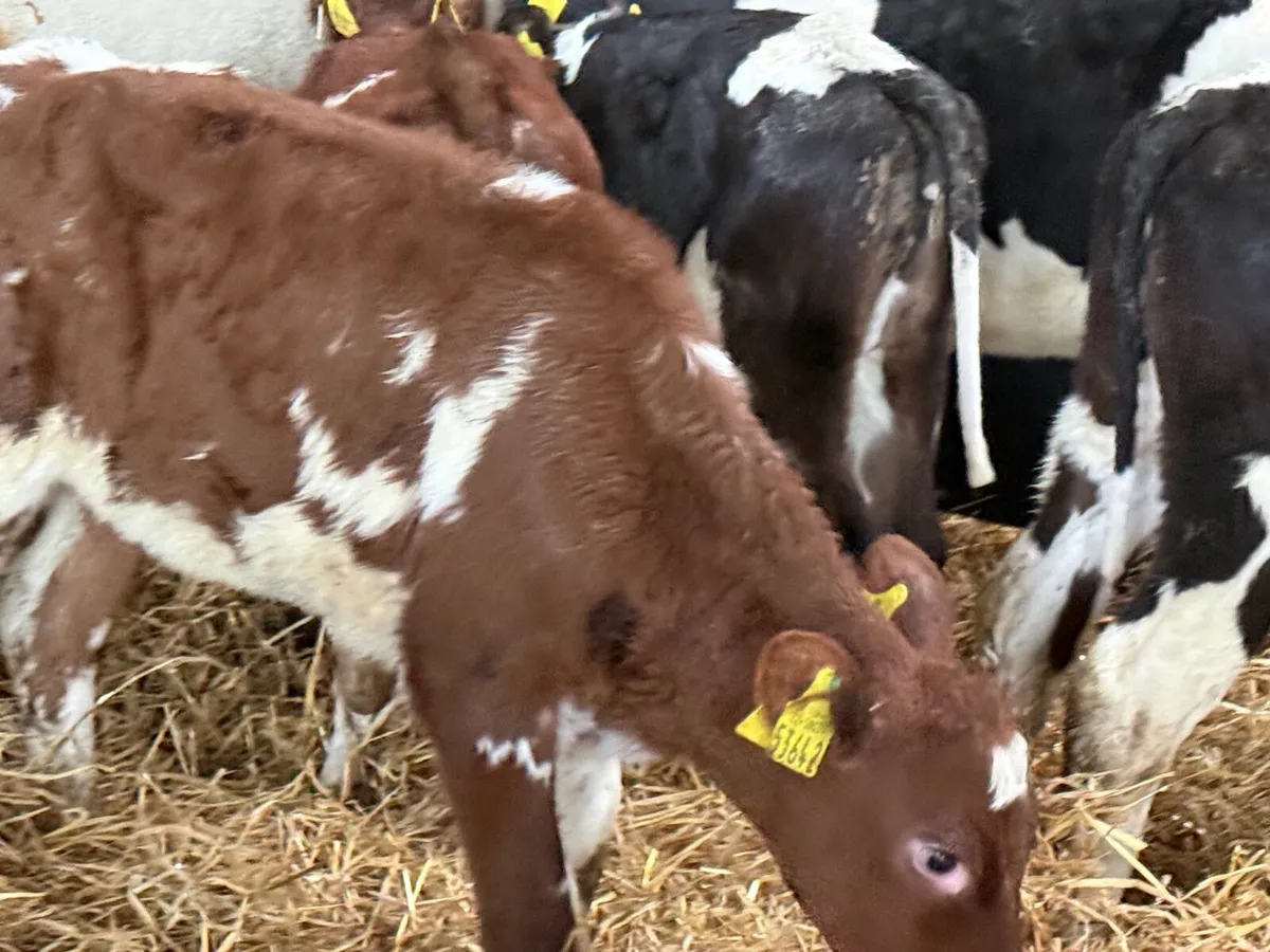 5 REARED SHORTHORN HEIFERS - Image 2