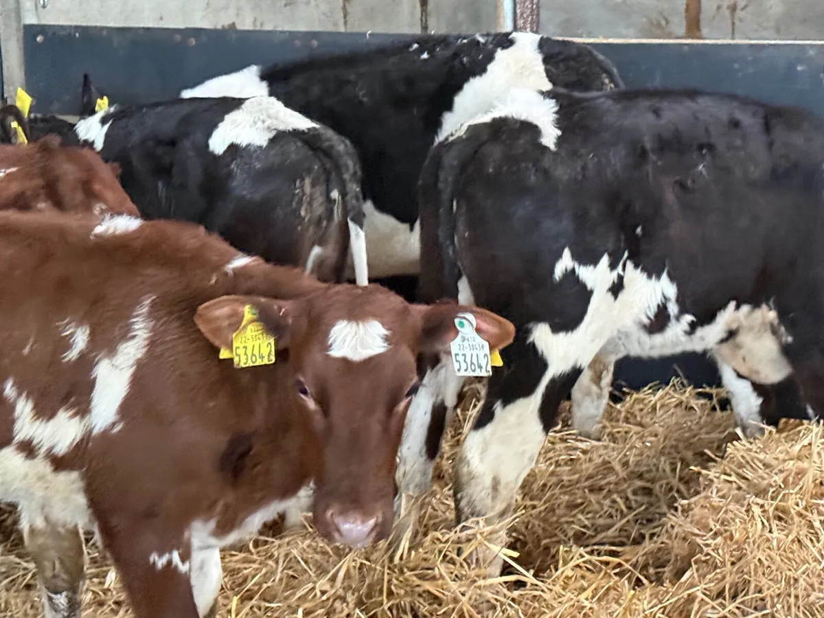 5 REARED SHORTHORN HEIFERS - Image 3