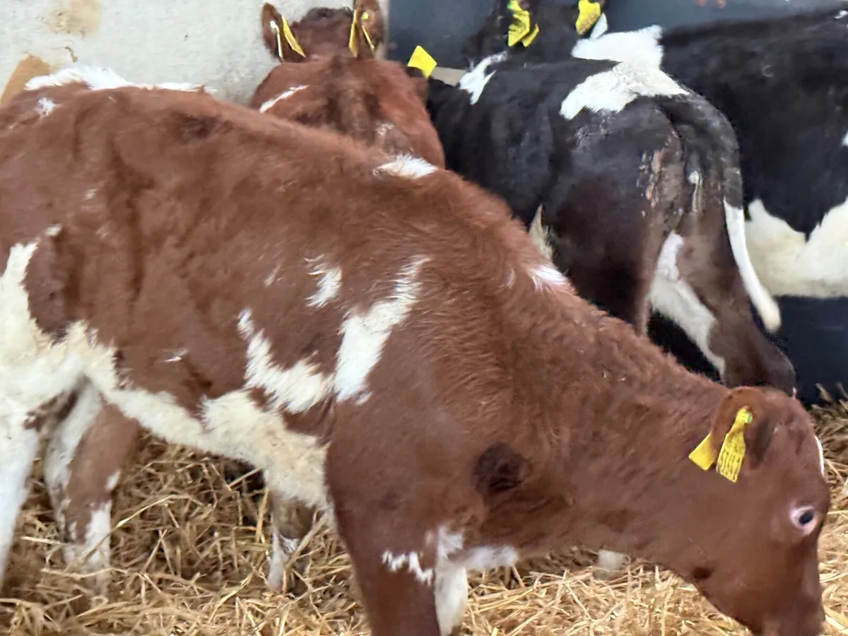 5 REARED SHORTHORN HEIFERS - Image 4