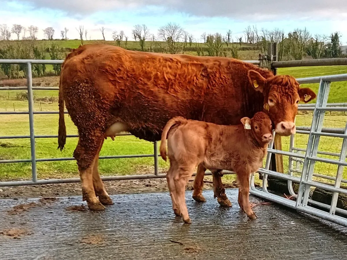 Heifers With Calves - Image 1