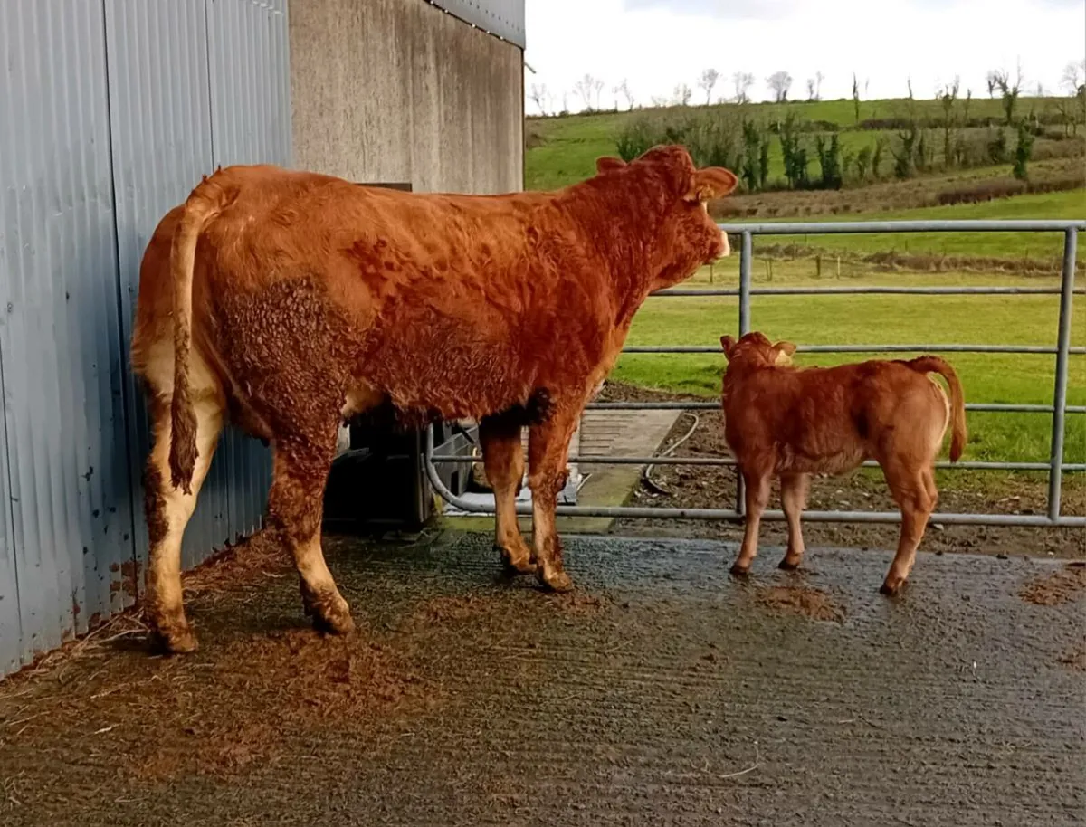 Heifers With Calves - Image 3