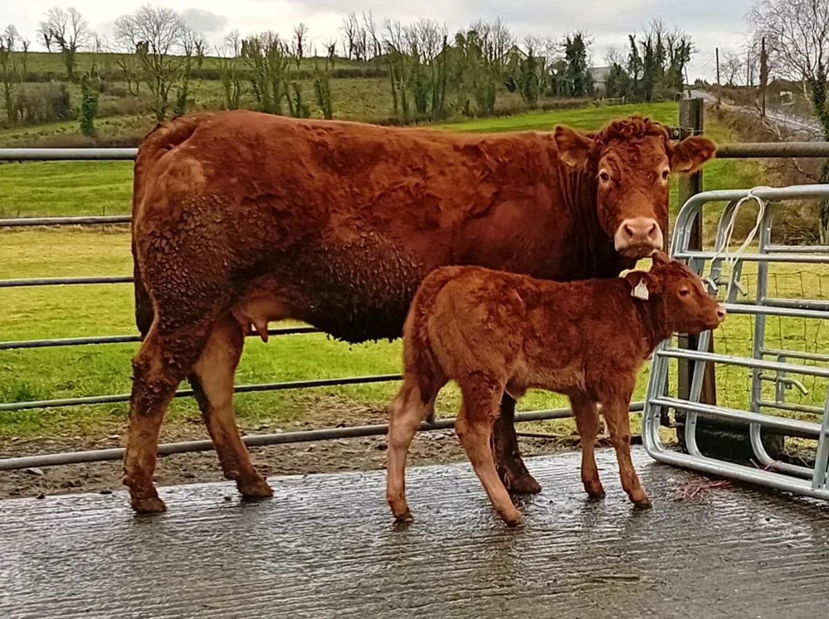 Heifers With Calves - Image 4