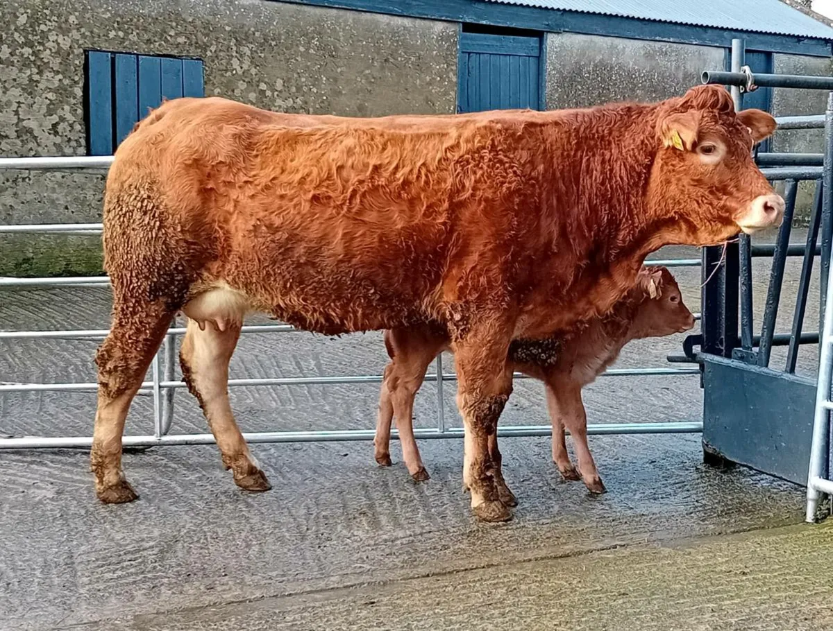 Heifers With Calves - Image 2