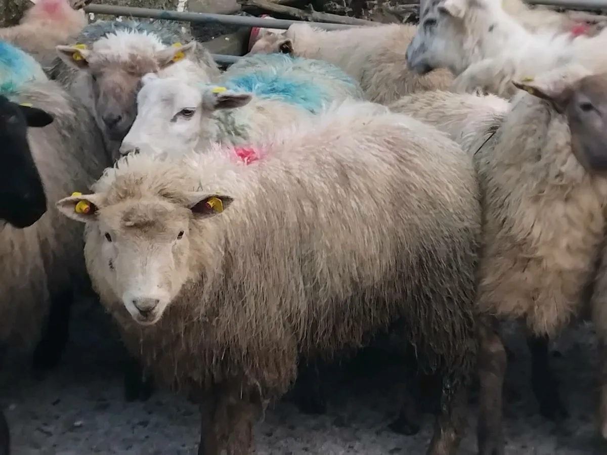 20 Ewe Lambs - Image 2