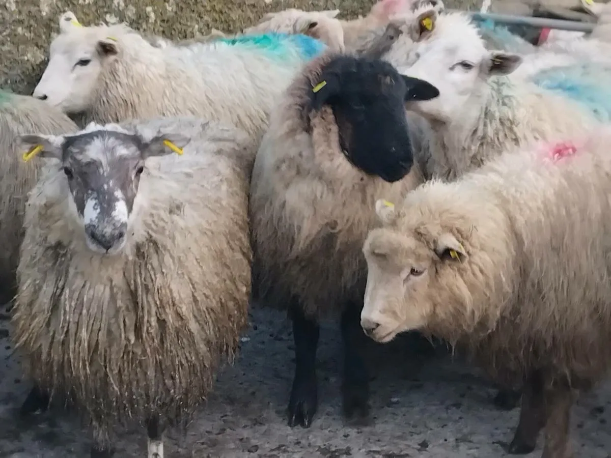 20 Ewe Lambs - Image 3