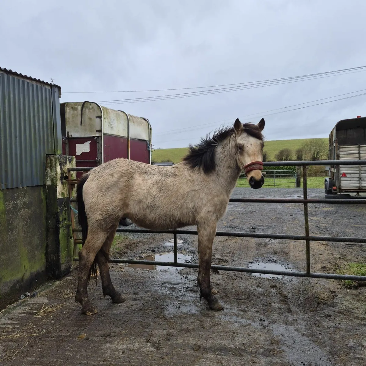 Golden Dun sports pony 148cms - Image 4