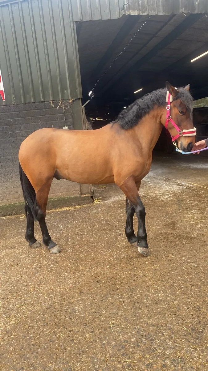 14.2 Gelding Bay Pony - Image 2