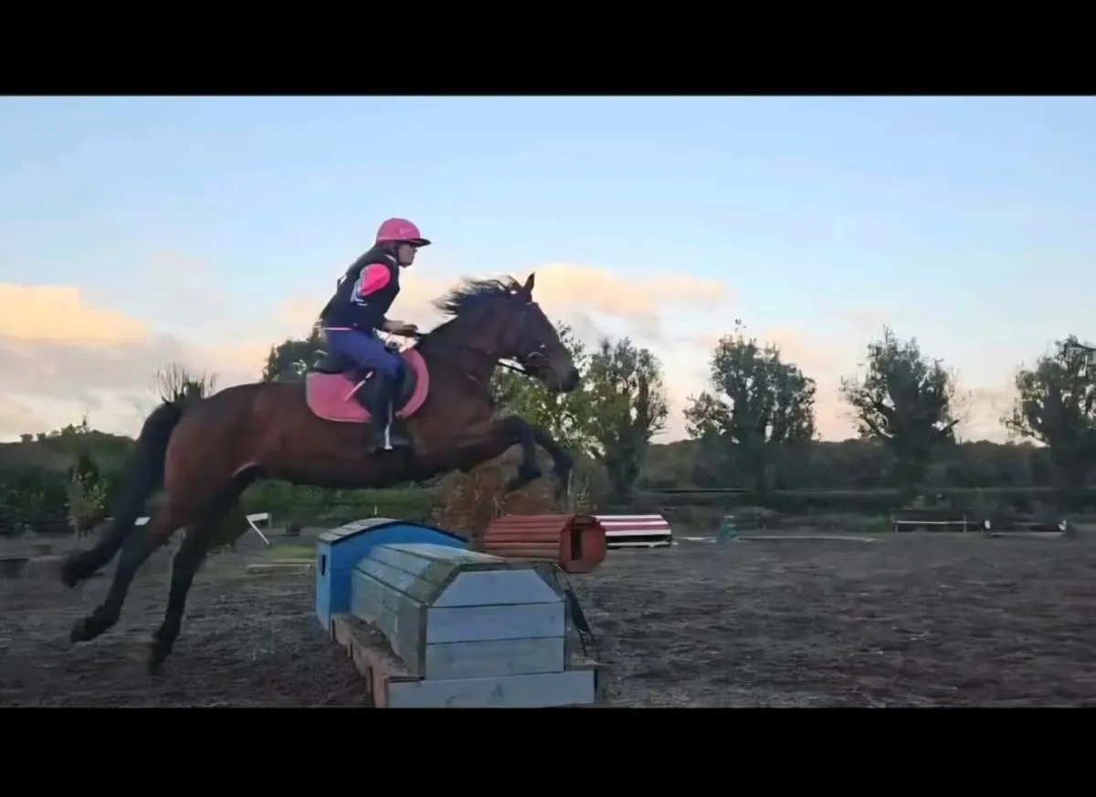 14.2 Gelding Bay Pony - Image 3