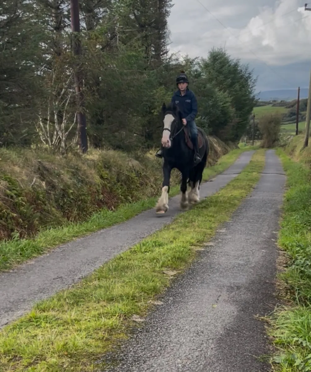 15 hands heavy cob gelding - Image 3