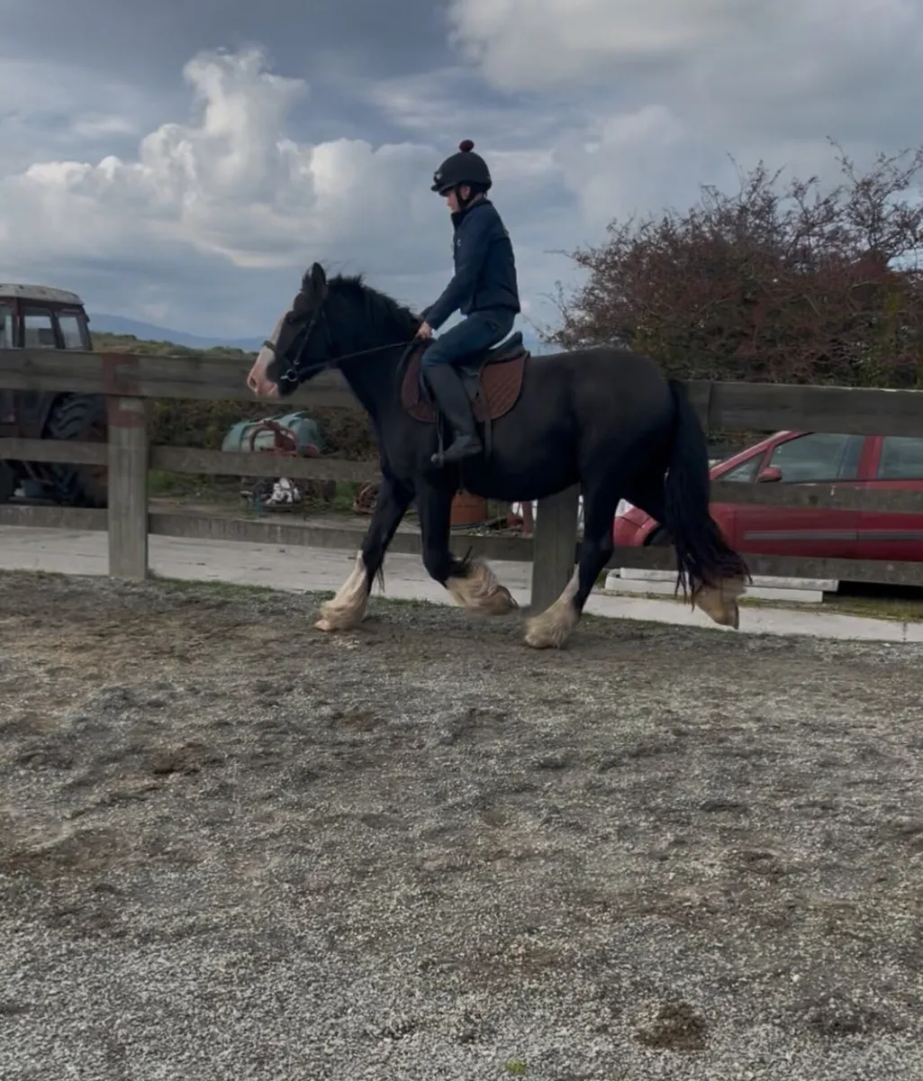 15 hands heavy cob gelding - Image 4